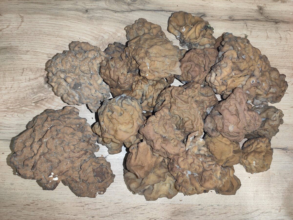 Свежие грибы