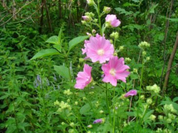 Внешний вид алтея лекарственного.