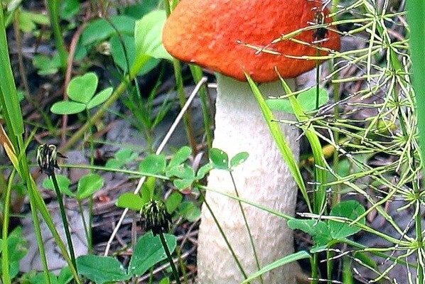 Подосиновик белый где растет. Съедобные грибы подосиновик. Гриб agaricus subrufescens. Подосиновик альбинос. Leccinum albostipitatum.