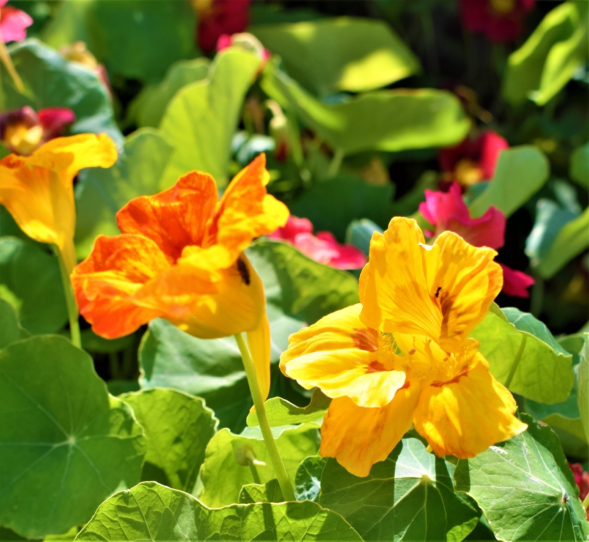 А это моя настурция!