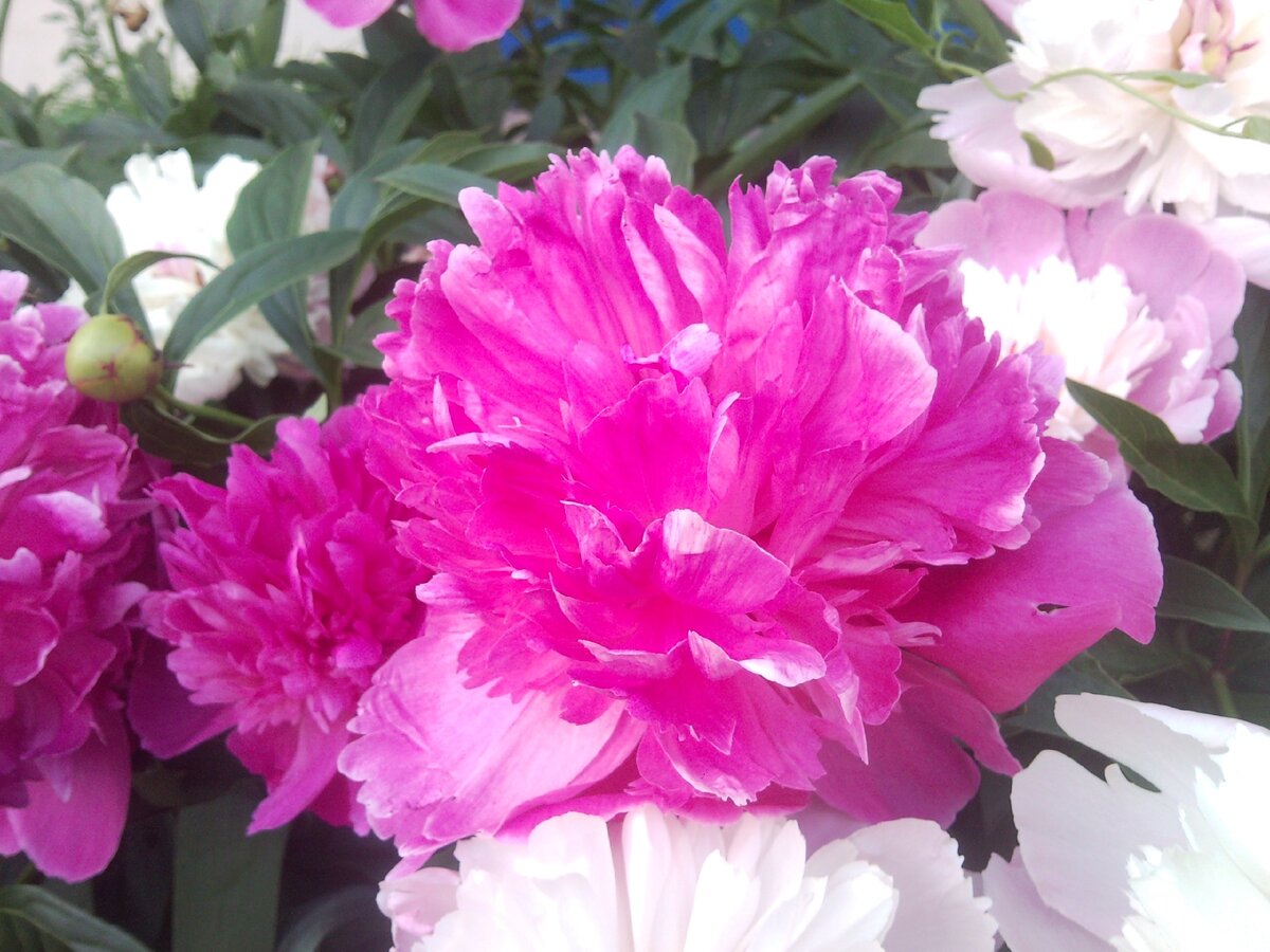 разнообразие цвета и формы))