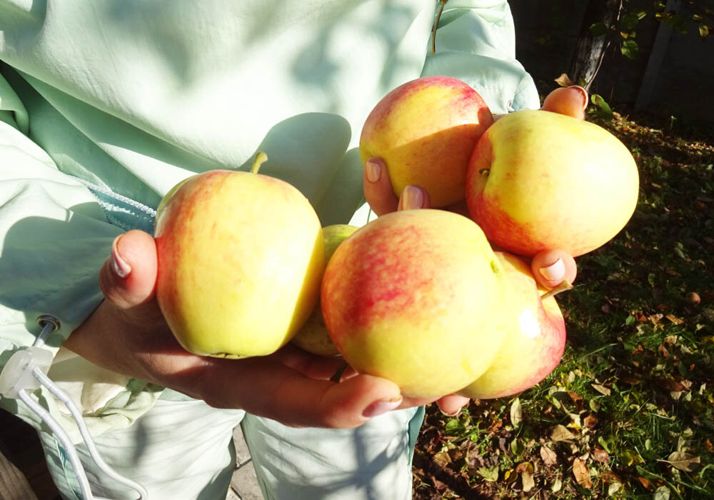 Куда девать тонну яблок?