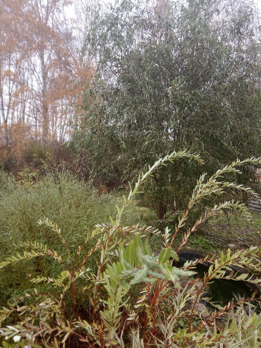 Ивы у пруда