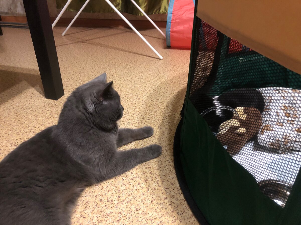 Оскар присматривает за крохой