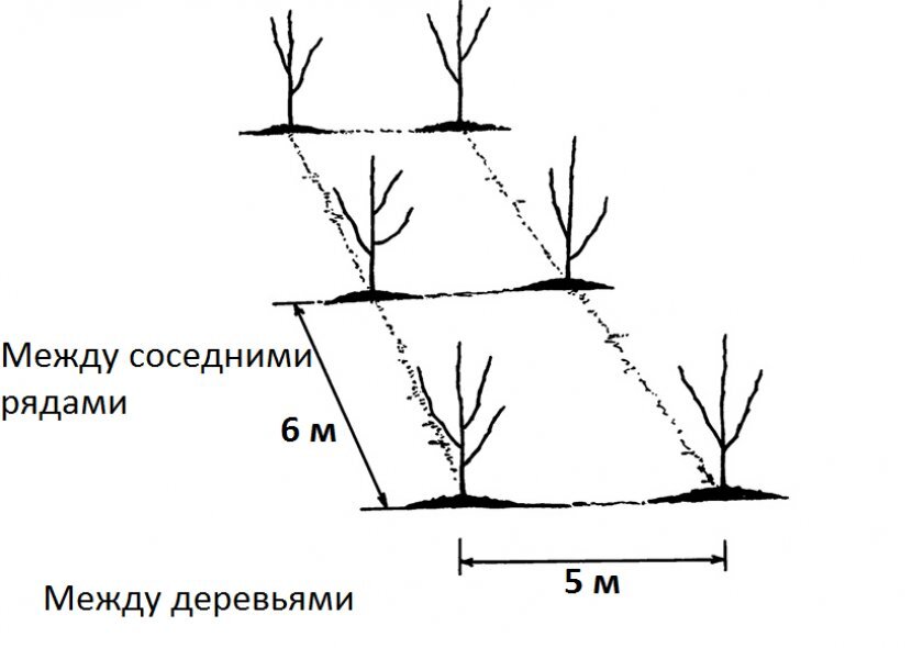 Расстояние между кустами жимолости при посадке. Посадка яблони схема посадки. Схема посадки колоновидных фруктовых деревьев. Схема посадки черешни. Схема посадки крупномерных деревьев.