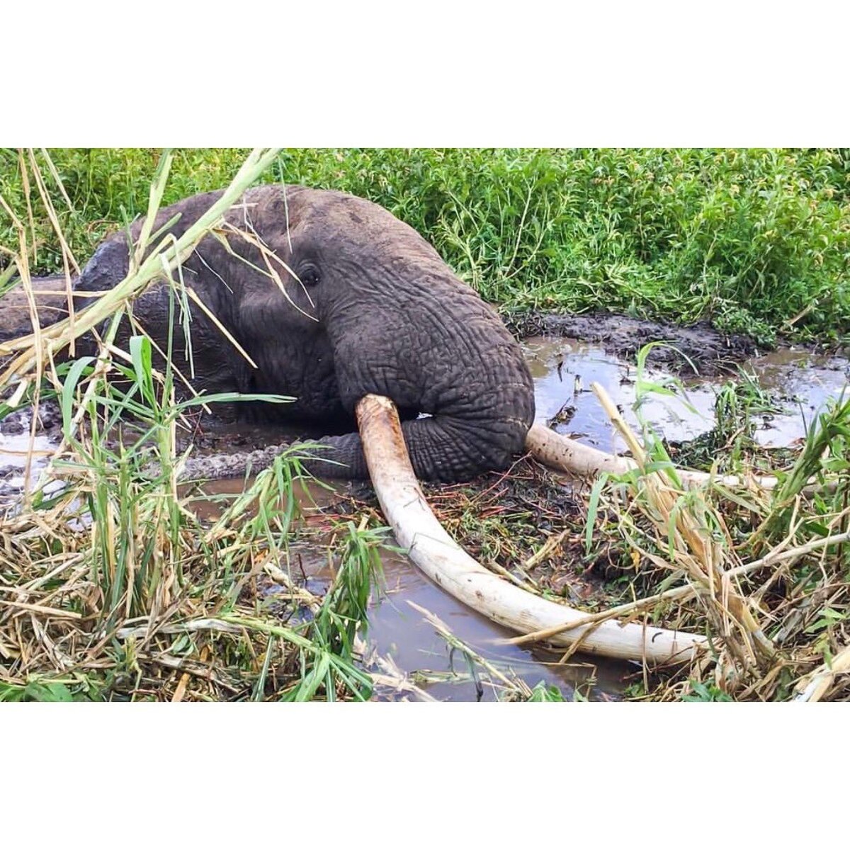 Фото из Твиттера журналиста New York Magazine Yashar Ali (@yashar)