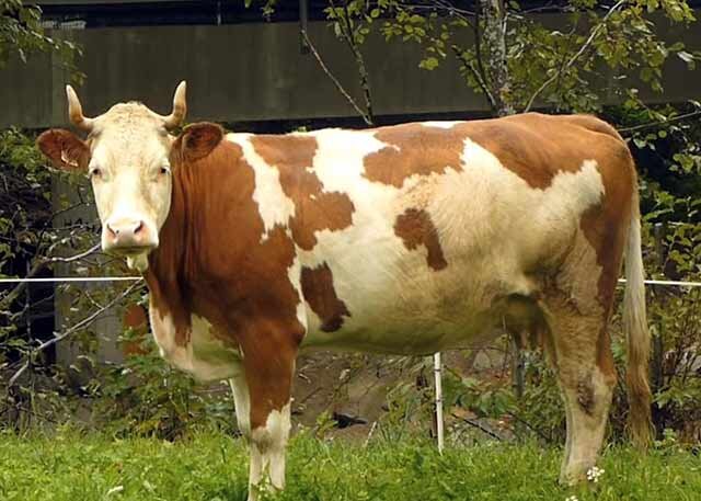 Физиология и анатомия коровы позволяют узнать потребности организма животного, его строение.