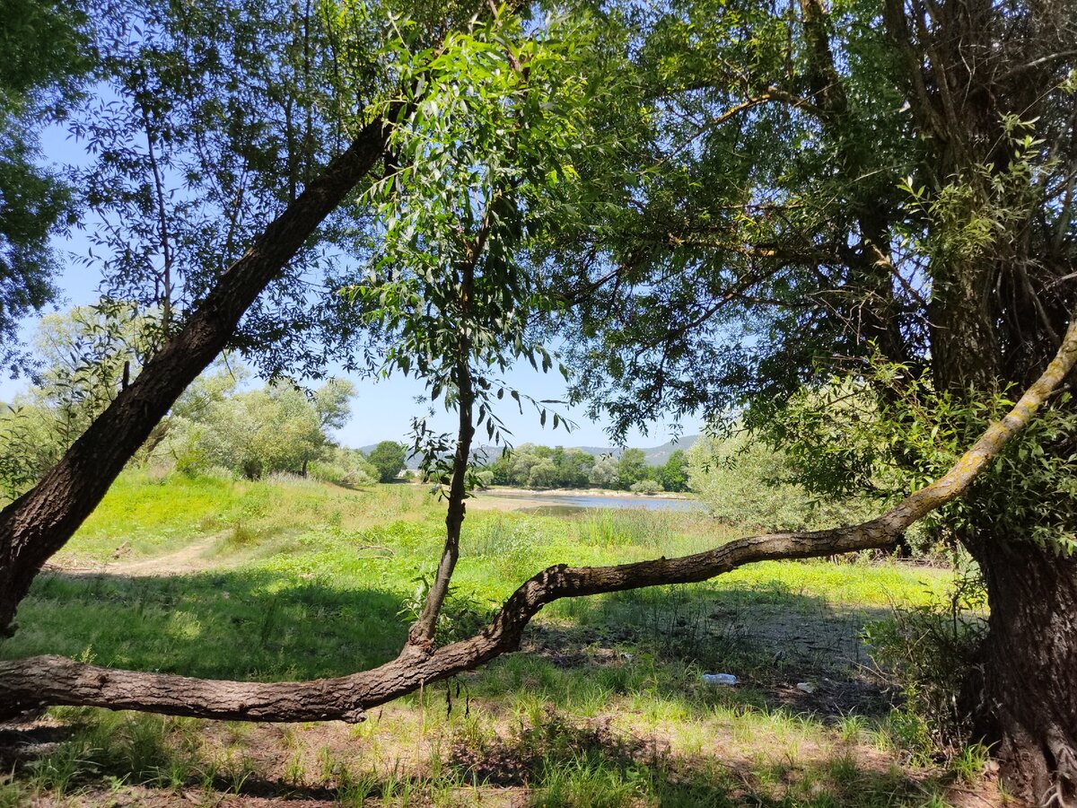 тенистая полянка рядом с лесопосадкой