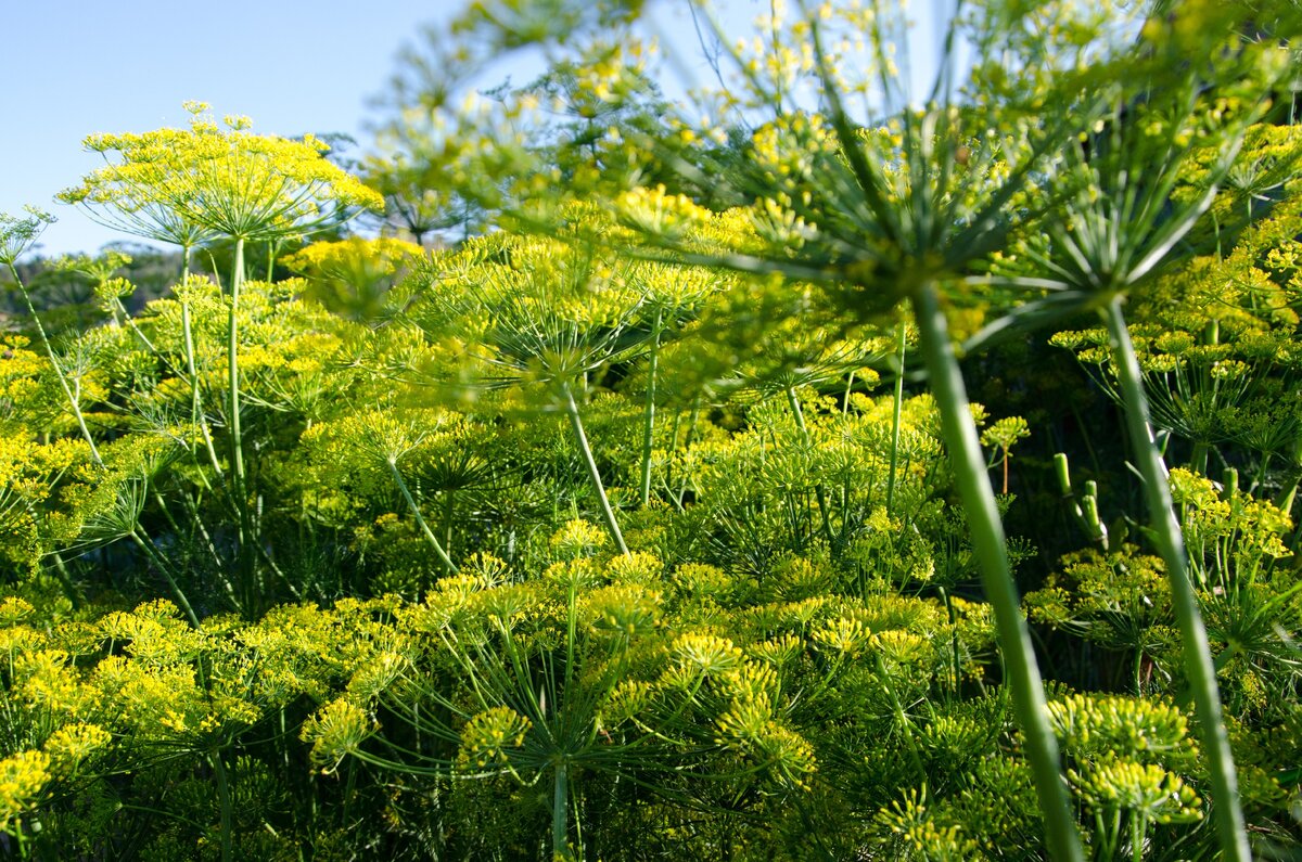 укроп разросся высоким лесом