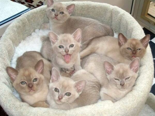 Милые котята