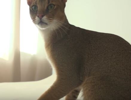 Кошка породы Чаузи