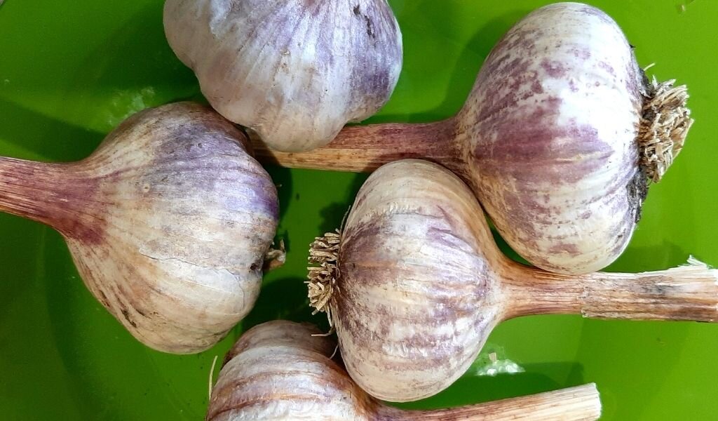 Чеснок на весеннюю посадку