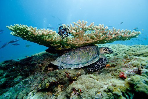 фото https://cdn.pixabay.com/photo/2017/03/13/20/11/coral-2141013__340.jpg