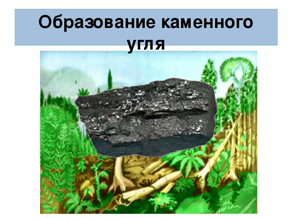 Каменный уголь образовался из папоротников. Образование каменного угля. Образование каменного угля папоротниками. Формирование каменного угля. Процесс образования каменного угля.