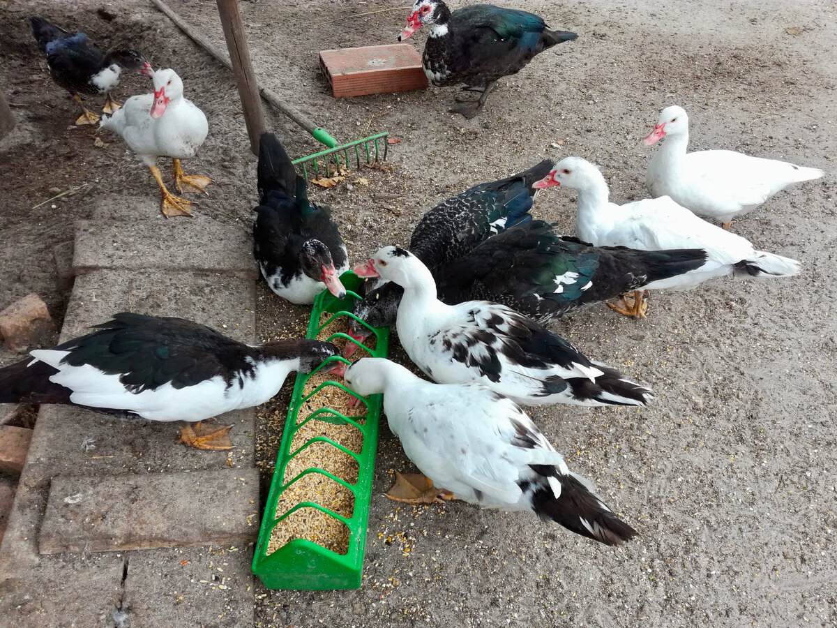 Наши индоутки