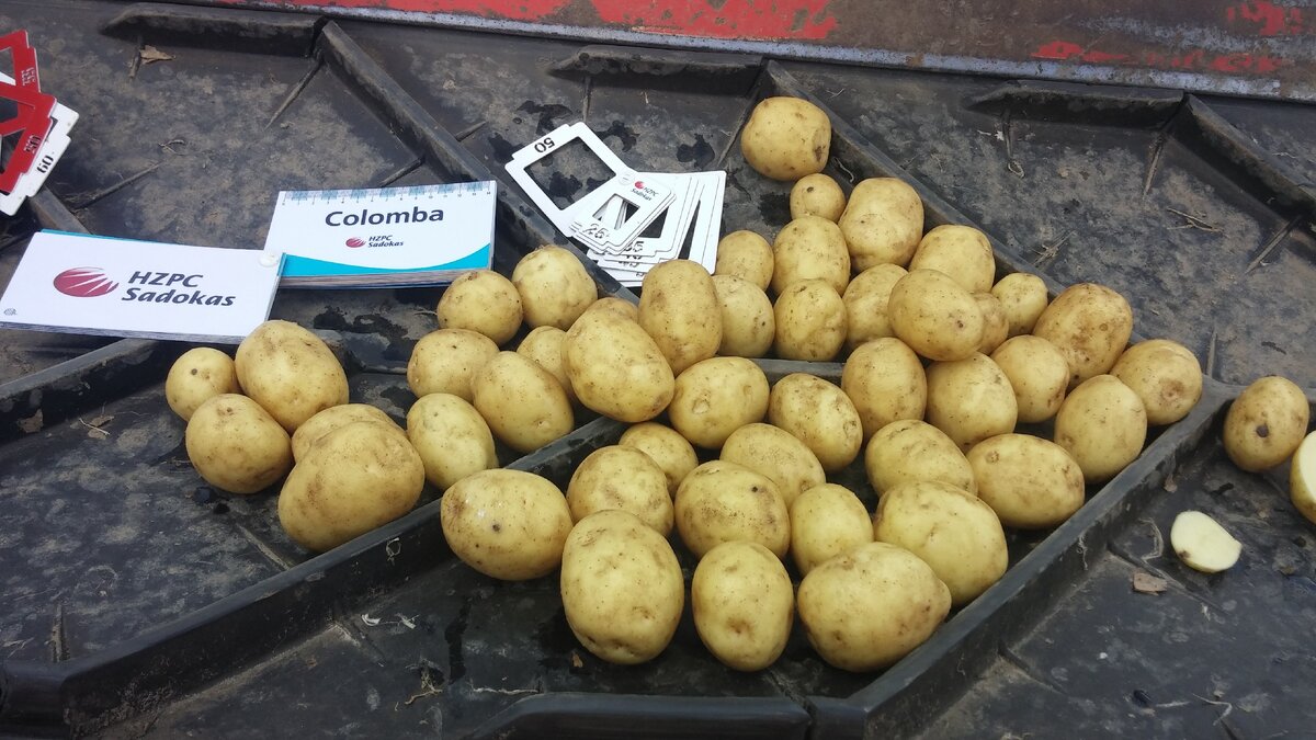 Ранний сорт Коломба селекции HZPC