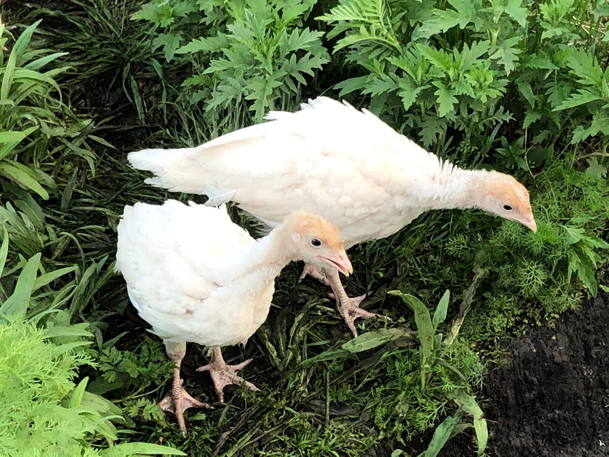 Индюшкам месяц.