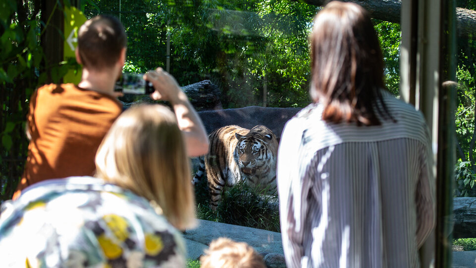Зоопарк Коркеасаари