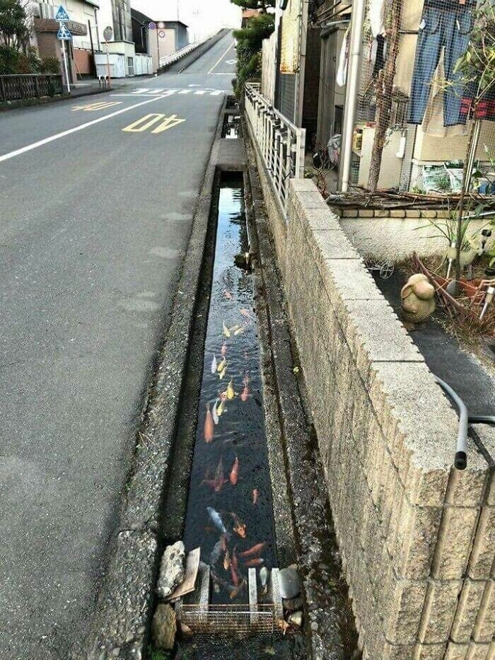 Вода в каналах улиц города Симабара такая чистая, что в ней плавают рыбы. Из-за вулканической активности горы Унзэн в 1792 году в городе Симабара на японском острове Кюсю произошло землетрясение и цунами, и прямо на улицах появилась пресная вода. Вода была настолько чистой, что в 1978 году власти выпустили в каналы карпов кои. Эти рыбы могут выжить только в чистой воде - то, что они до сих пор спокойно там обитают, доказывает качество воды. 

