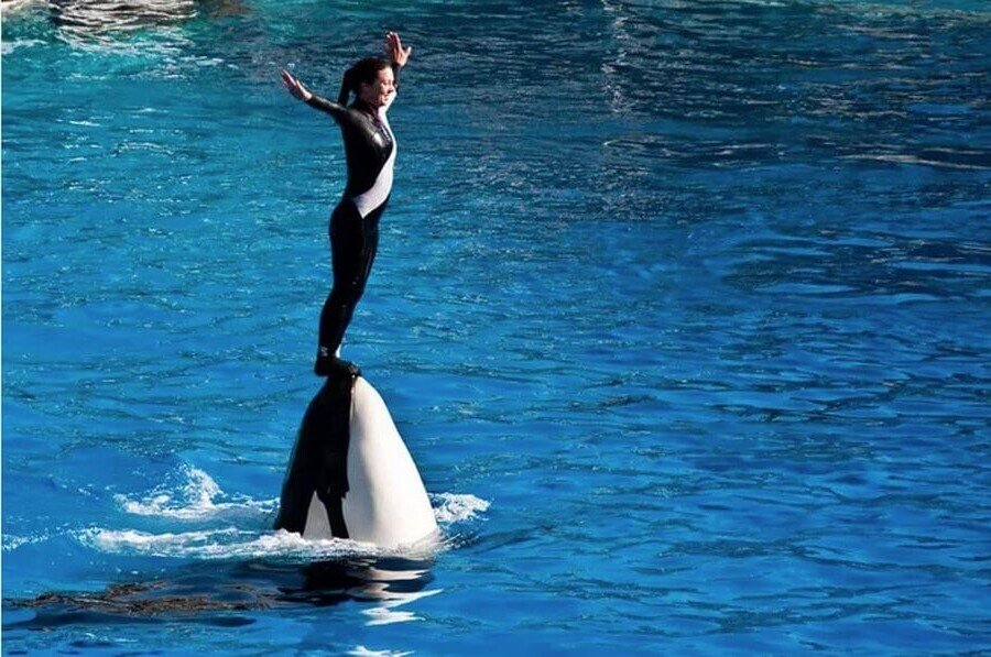 Вот был бы номер, если бы косатка в этот момент открыла рот!