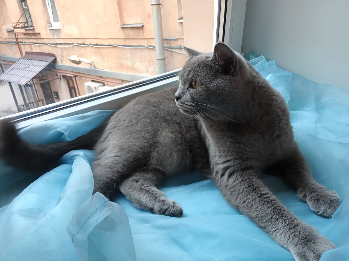 Шаня ждет денег от Дзена. Фото автора