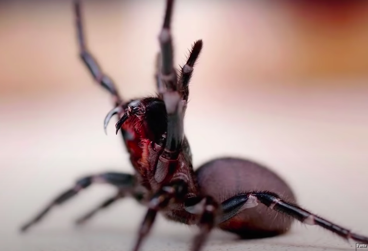 Araña tela de embudo