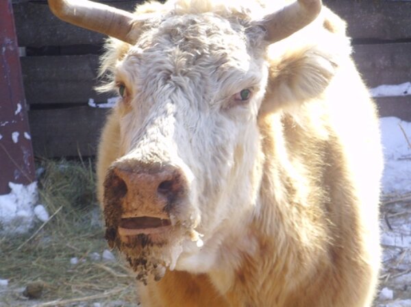 Корова, больная ящуром