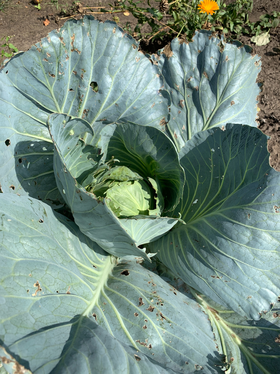 для сравнения в галерее моя рука и кочан капусты, если можно назвать это кочаном))