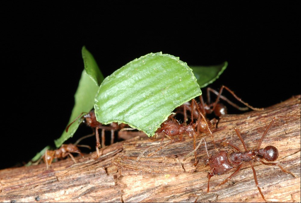 Рабочие переносят листья в муравейник. Изображение взято с wikipedia.org