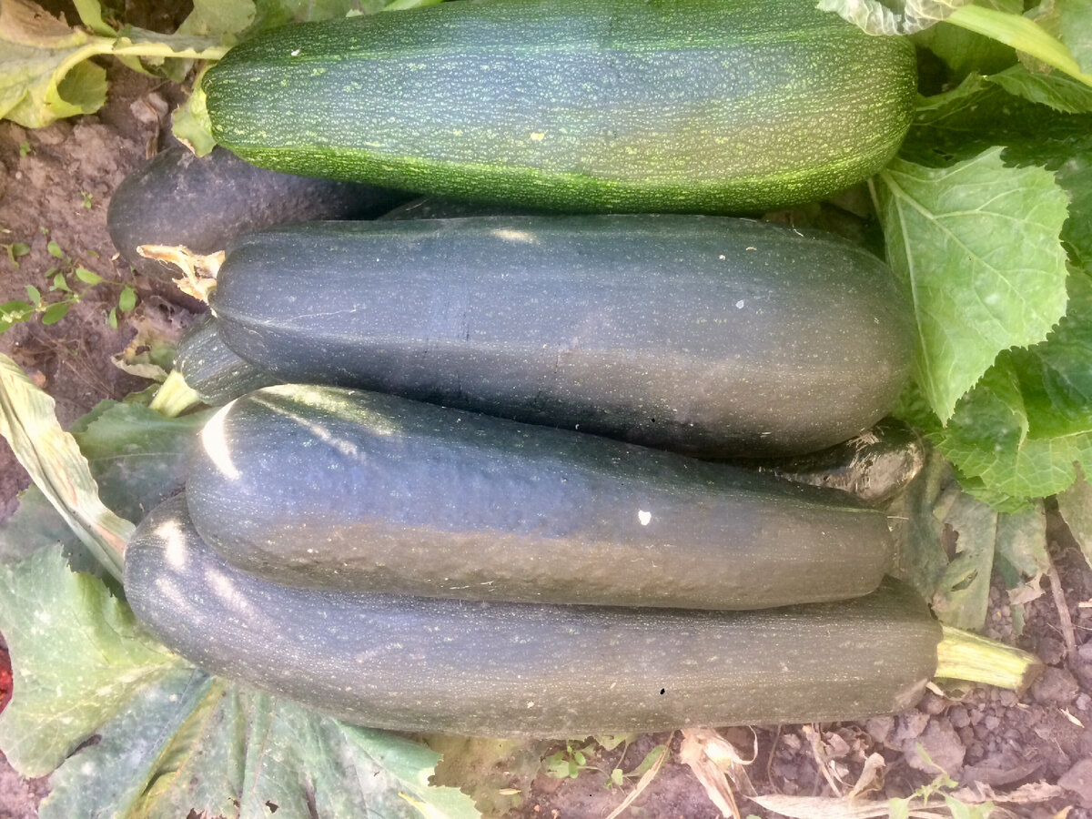 ...А они и растут и растут!..