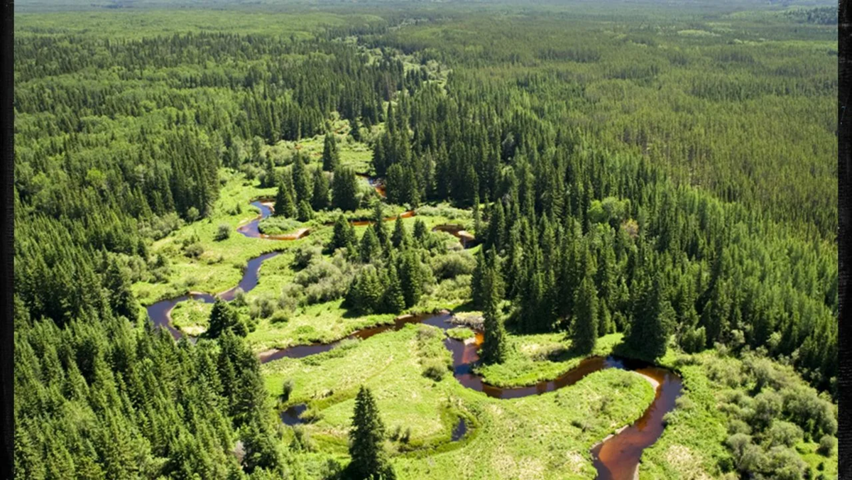 Лес огромное богатство. Бореальский лес Канада. Зона тайги в Канаде. Лесное хозяйство Канады. Лесные массивы Канады.