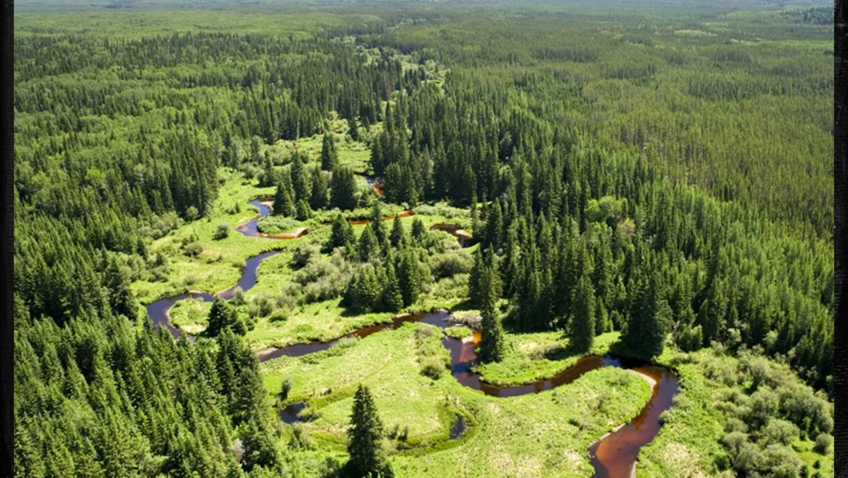 Ресурсы тайги в россии. Бореальский лес Канада. Зона тайги в Канаде. Лесное хозяйство Канады. Лесные массивы Канады.