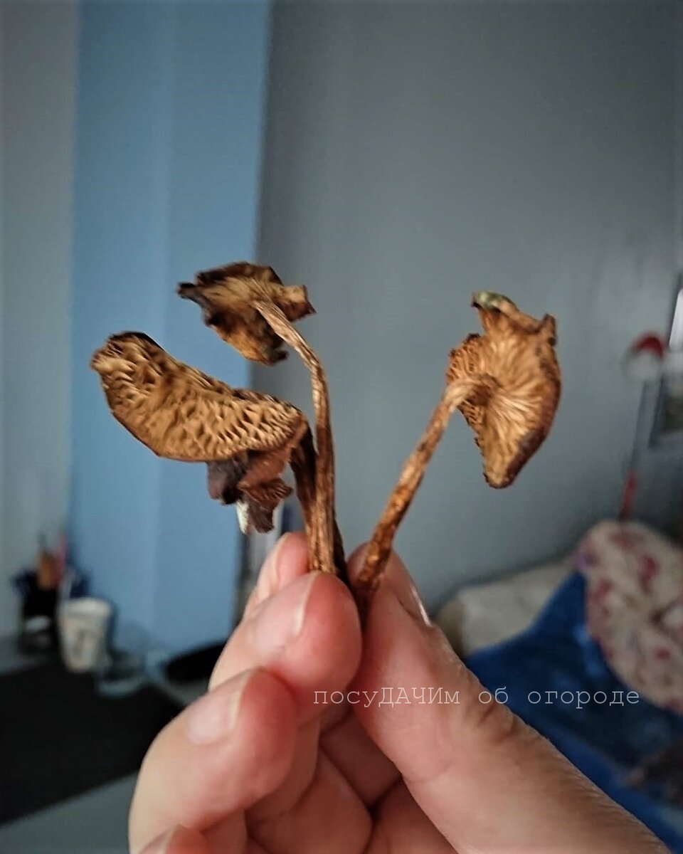 Сушеные опята в холодильнике