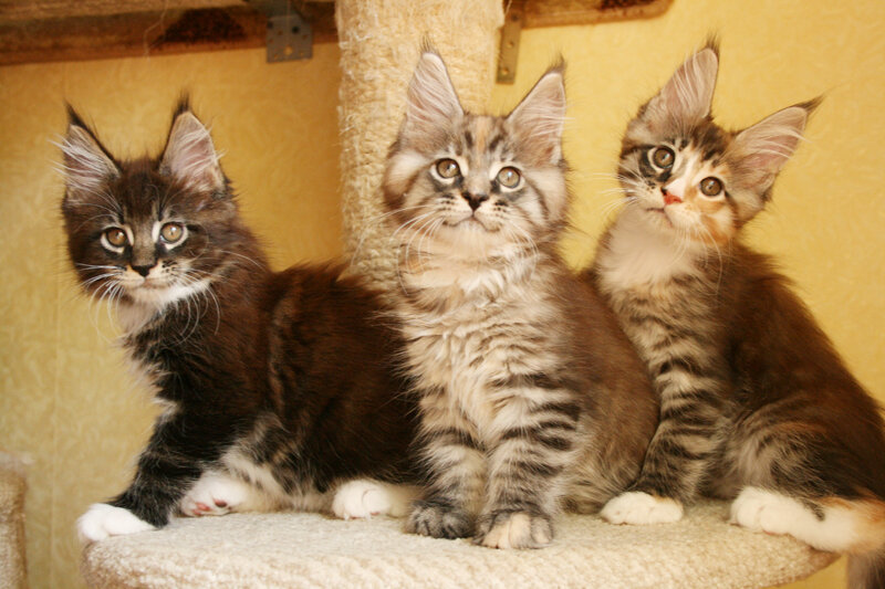 Котята мейн-кун из помета L.. King Size