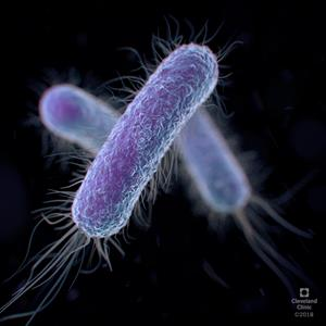 E. Coli - маленький биореактор