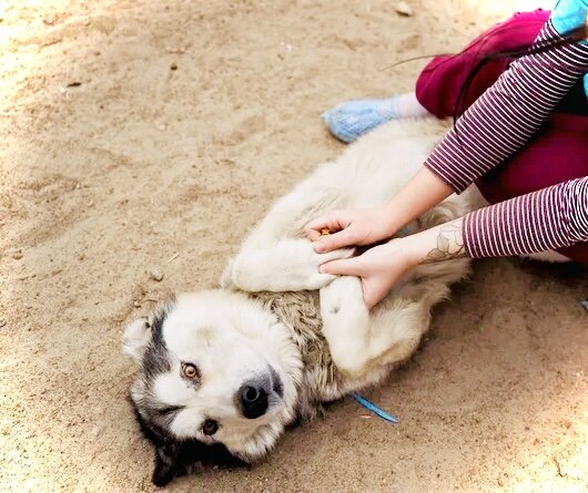 Собачка в приюте для животных! 