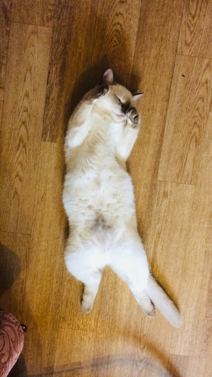 Здесь Селене 5 месяцев, ещё совсем беленькая. Фото автора.