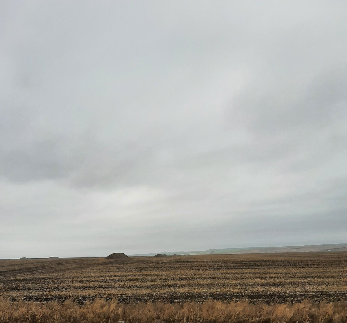 Гурты сахарной свеклы в поле