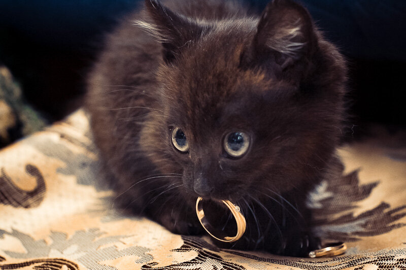 Совет да любовь