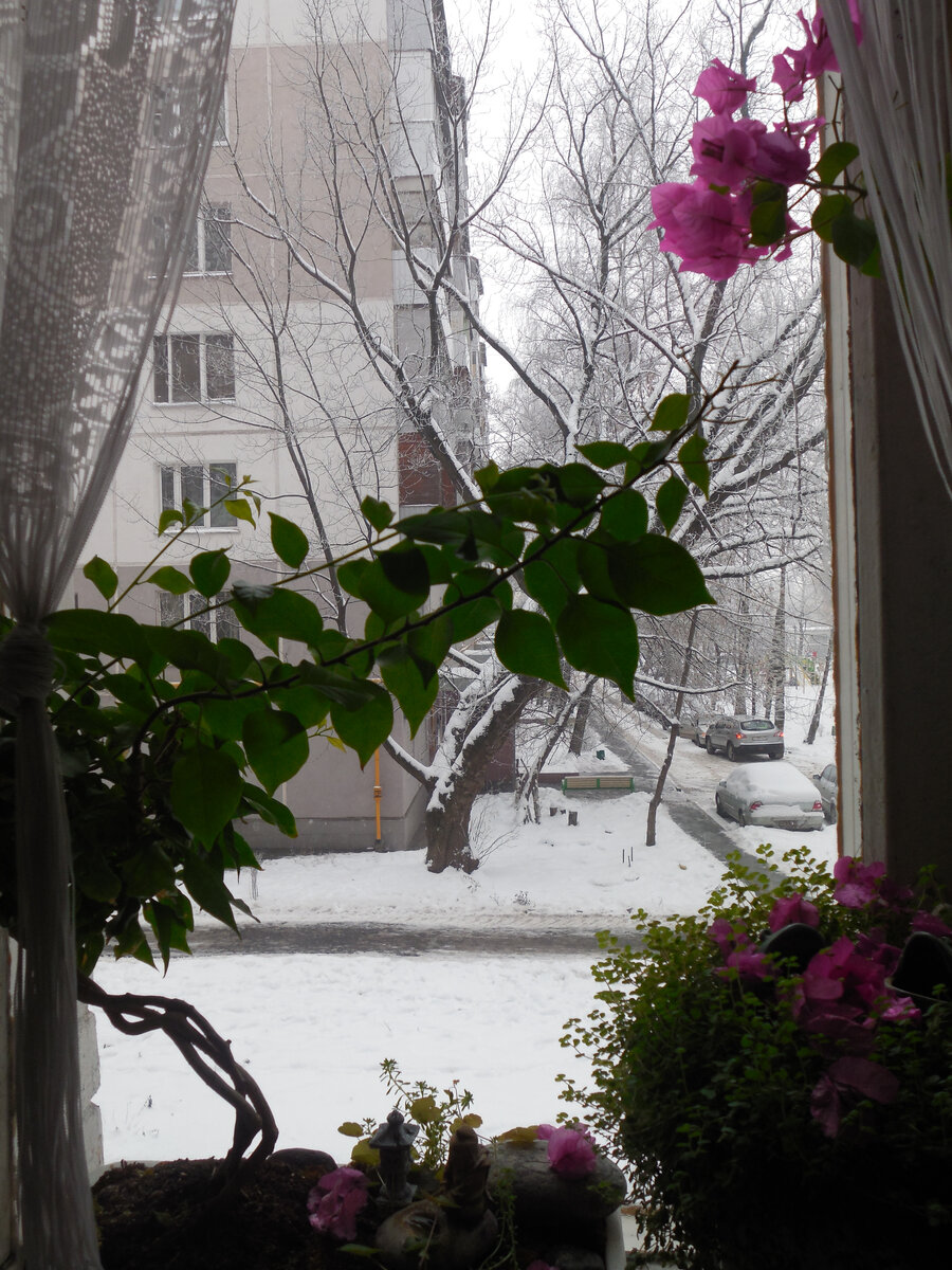 Первая буга отцвела, вторая (соцветие выглядывает справа) ещё цветёт