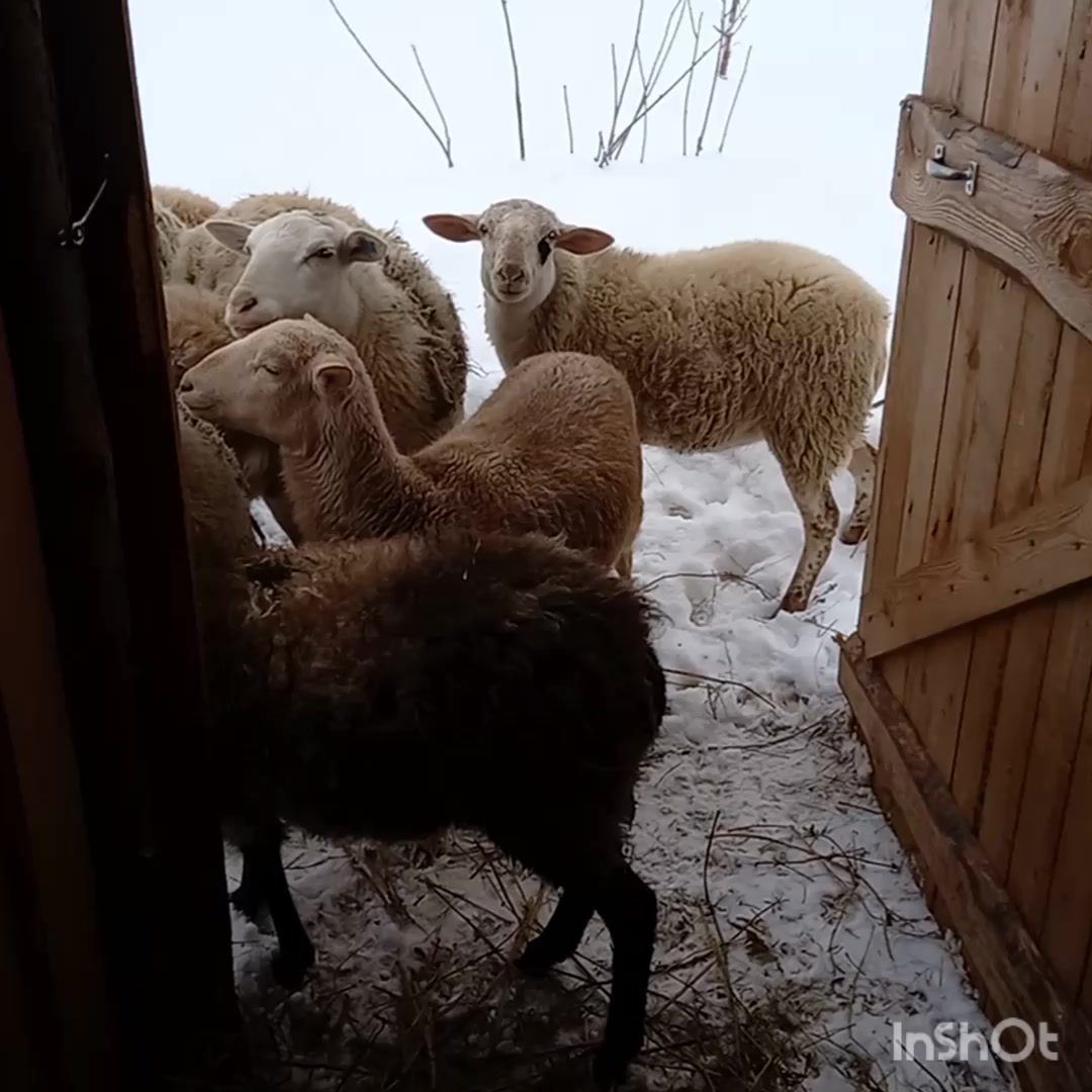 Самое прикольное поздравление с НОВЫМ ГОДОМ год овцы!!! — Video | VK