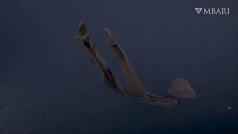 Источник: MBARI 