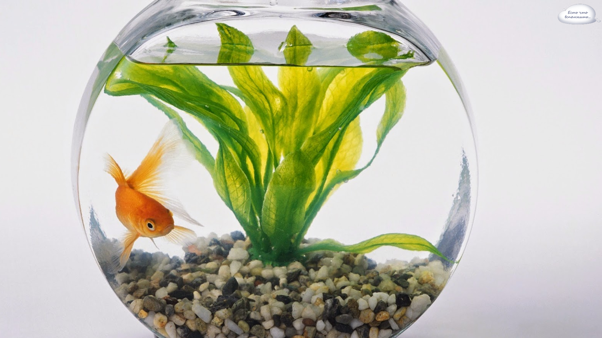 Золотая рібка в аквариуме. Золотая рыбка в аквариуме. Золотая рыбка в круглом аквариуме. Аквариум для петушков. Рыбки для аквариума.