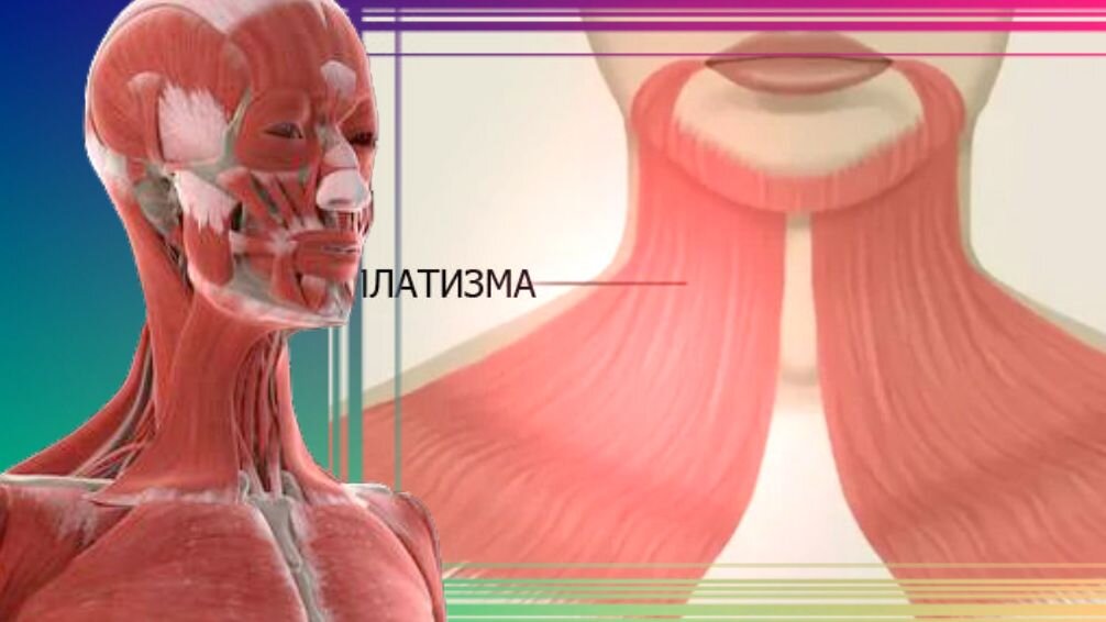 Боли в районе ключицы и шеи: что вызывает боль и как с этим бороться