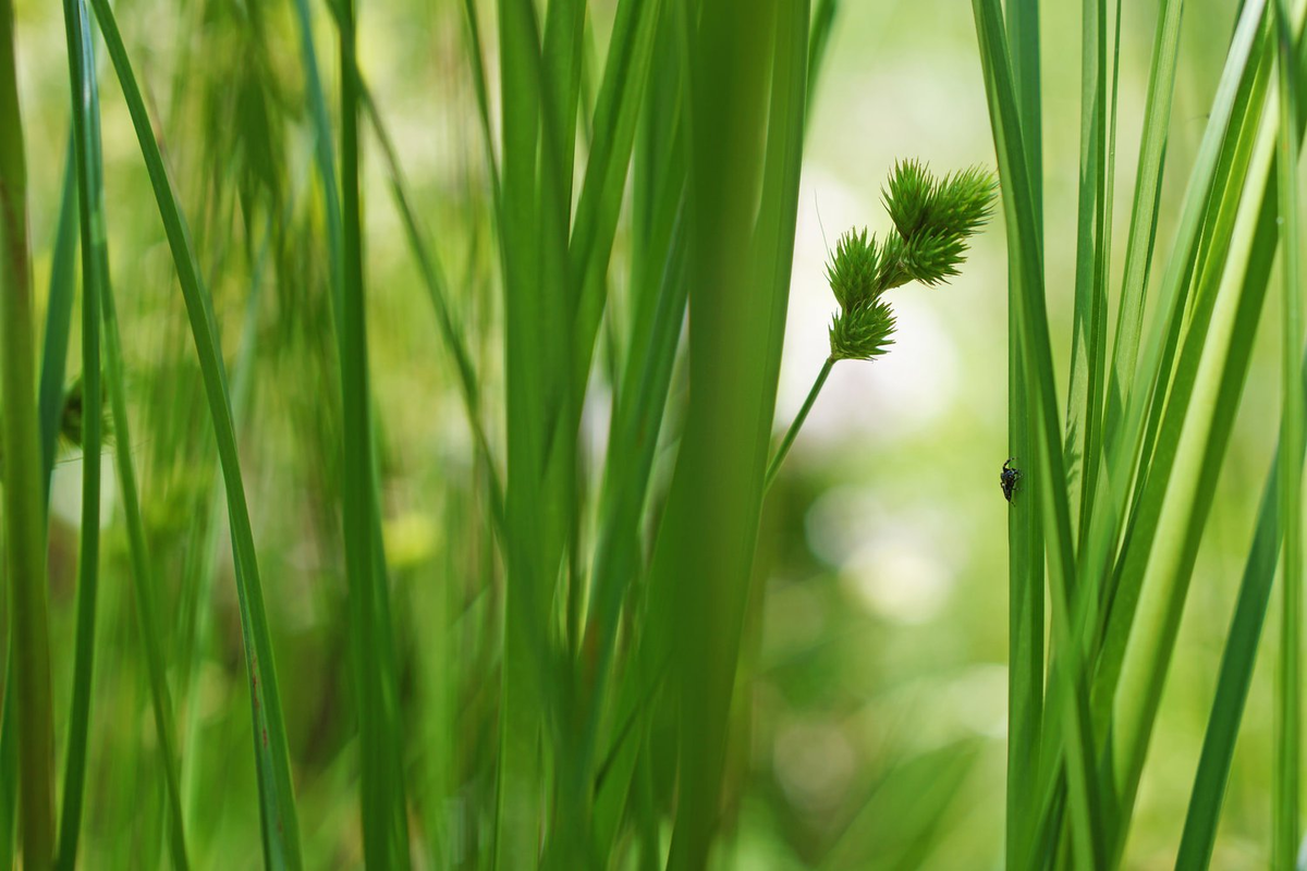 Фото: Gary Peeples/USFWS/Flickr.com 
