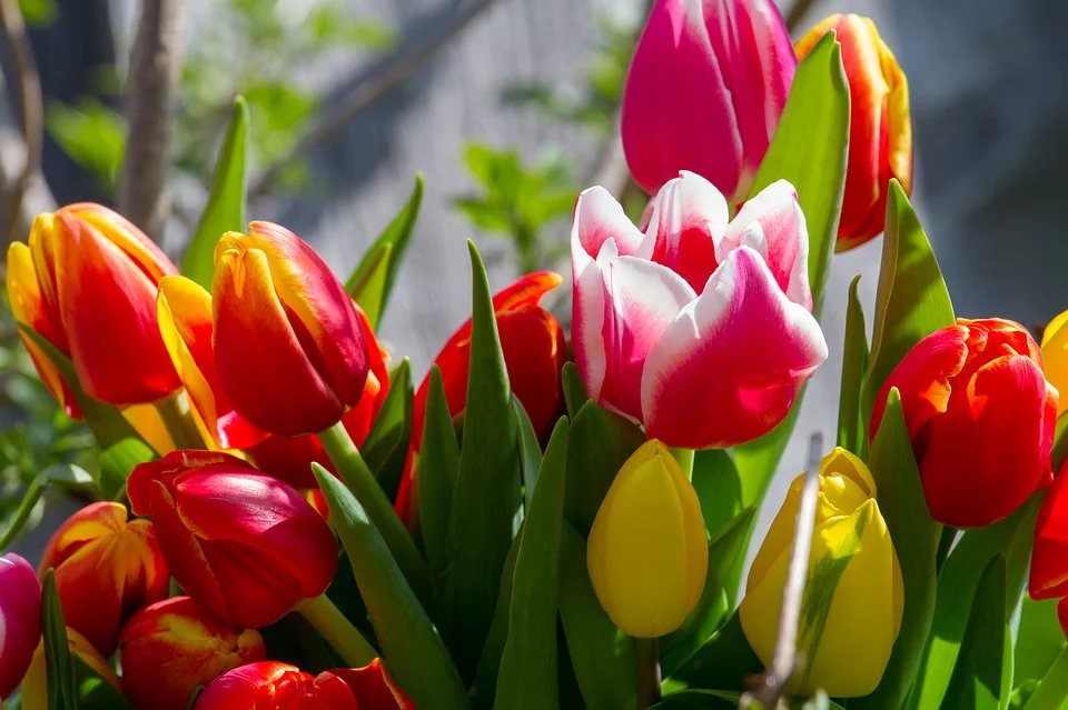 https://cdn.pixabay.com/photo/2018/04/12/10/56/tulips-3313146_960_720.jpg