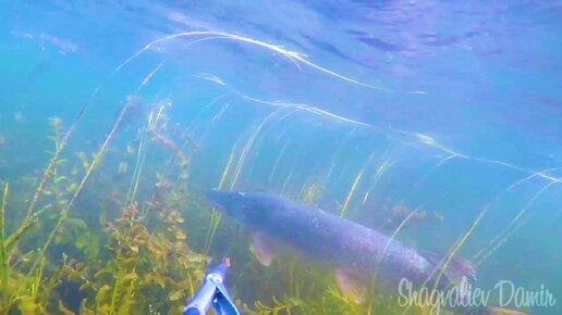 Как самому сделать кукан для охоты под водой