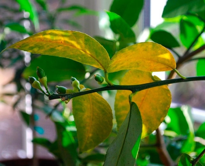 У домашнего лимона опадают листья: почему и что делать, как помочь