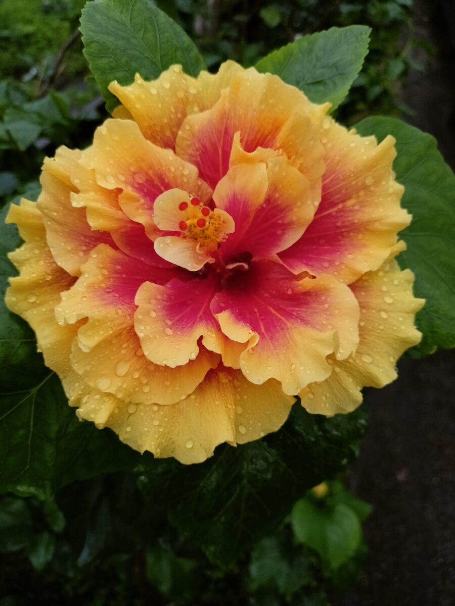 Иллюстрация Натальи Шатохиной. Гире́й — посёлок городского типа в Гулькевичском районе Краснодарского края России. http://gibiki.ru/