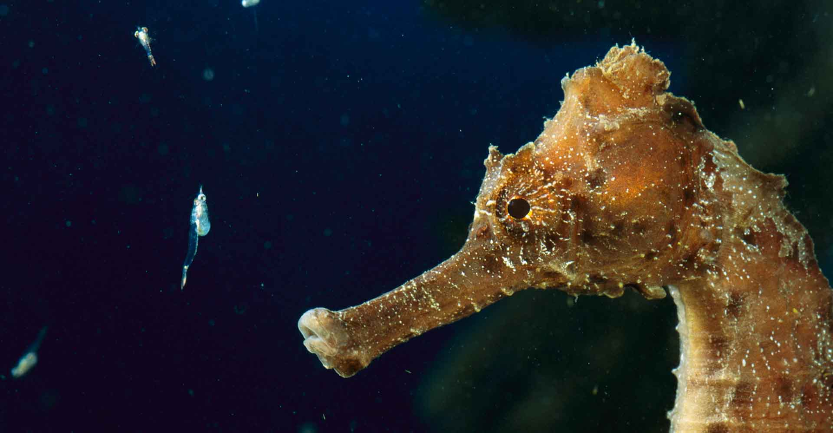 Морской конек и мелкие рачки (взято из интернета)